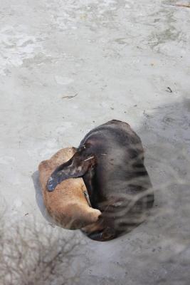 Seel&ouml;wen...Kuschelfaktor 10